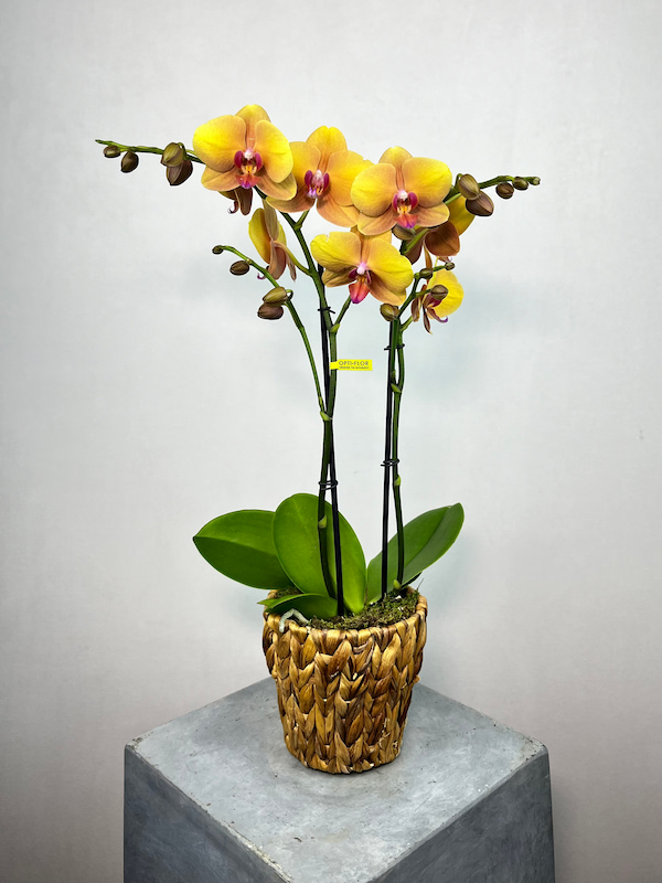 Deshi Hasır Saksıda 2'li Sarı Phalaenopsis Orkide