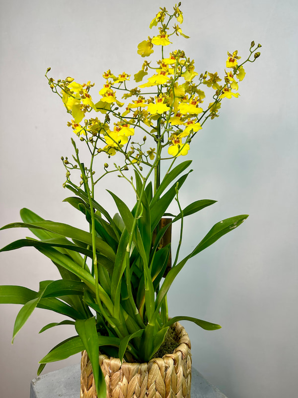 Hasır Saksıda Oncidium Orkide