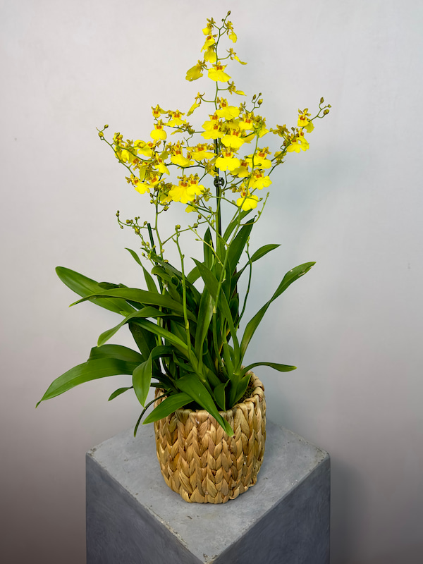 Hasır Saksıda Oncidium Orkide