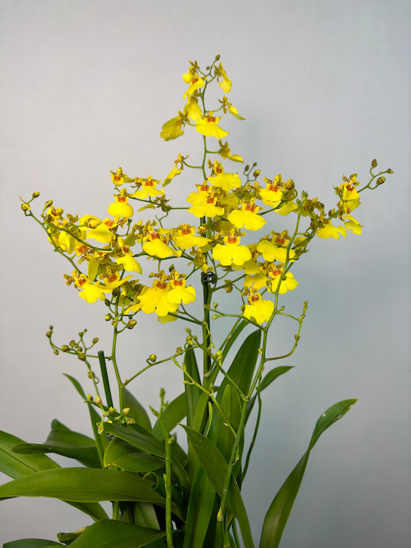 Hasır Saksıda Oncidium Orkide