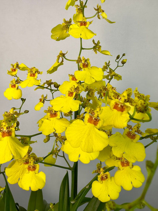 Hasır Saksıda Oncidium Orkide