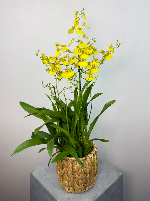 Hasır Saksıda Oncidium Orkide