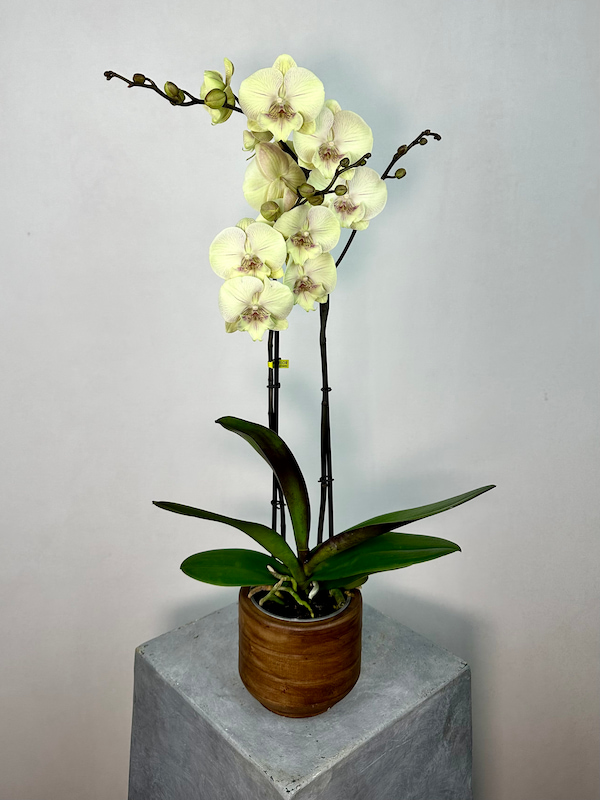 Turner 2'li Phalaenopsis Orkide (Optistar)