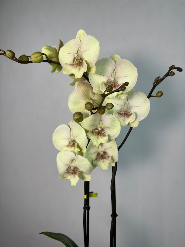 Turner 2'li Phalaenopsis Orkide (Optistar)