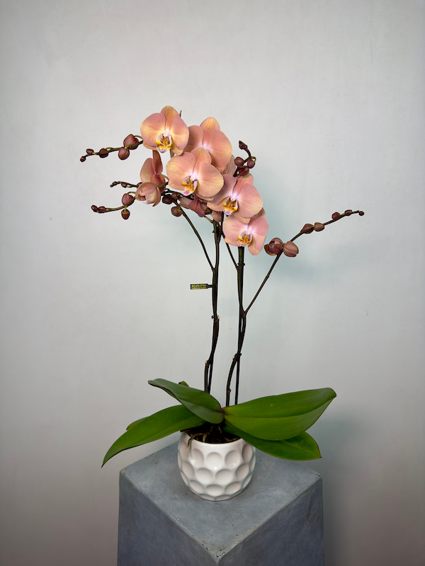 Suki 2'li Phalaenopsis Orkide