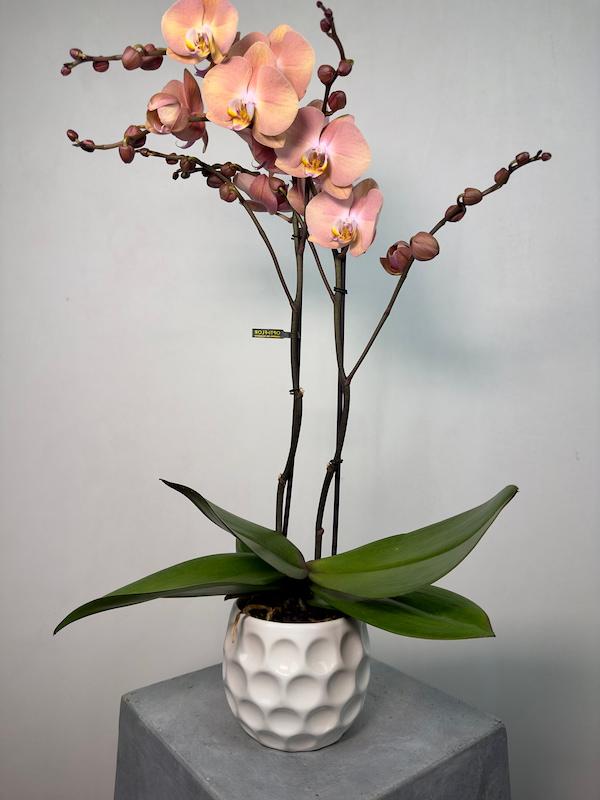 Suki 2'li Phalaenopsis Orkide