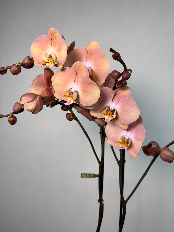 Suki 2'li Phalaenopsis Orkide