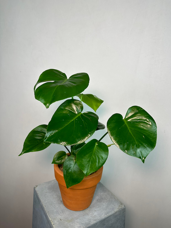 Monstera Deliciosa S