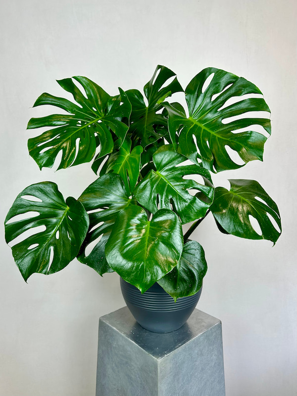 Monstera Deliciosa