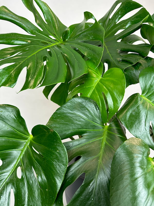 Monstera Deliciosa