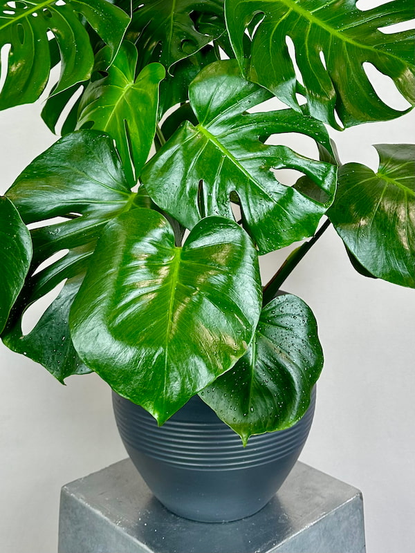 Monstera Deliciosa