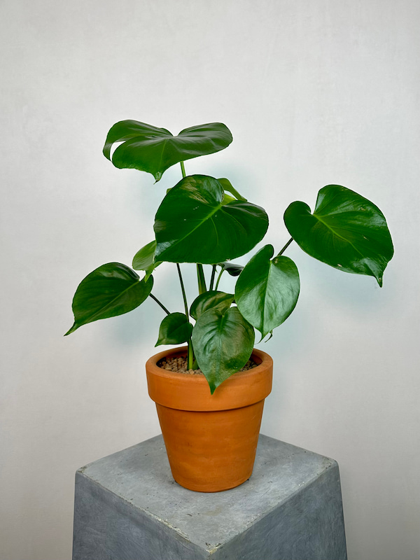 Monstera Deliciosa S