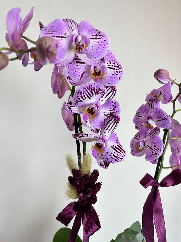 Taş Saksıda 2'li Pembe Orkide