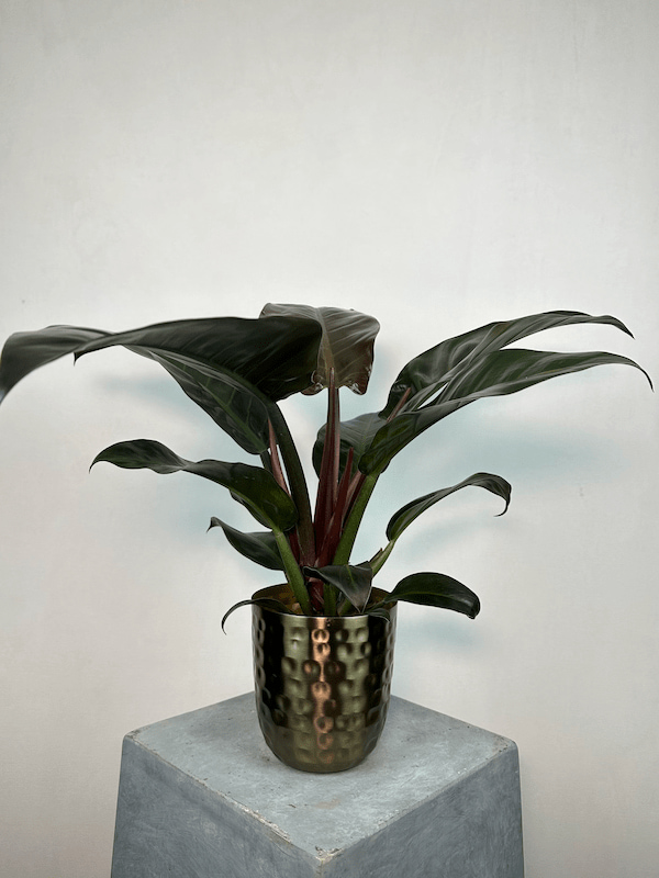 Philodendron 'Black Cardinal'