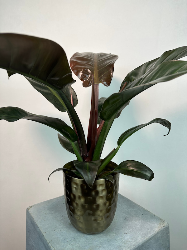 Philodendron 'Black Cardinal'