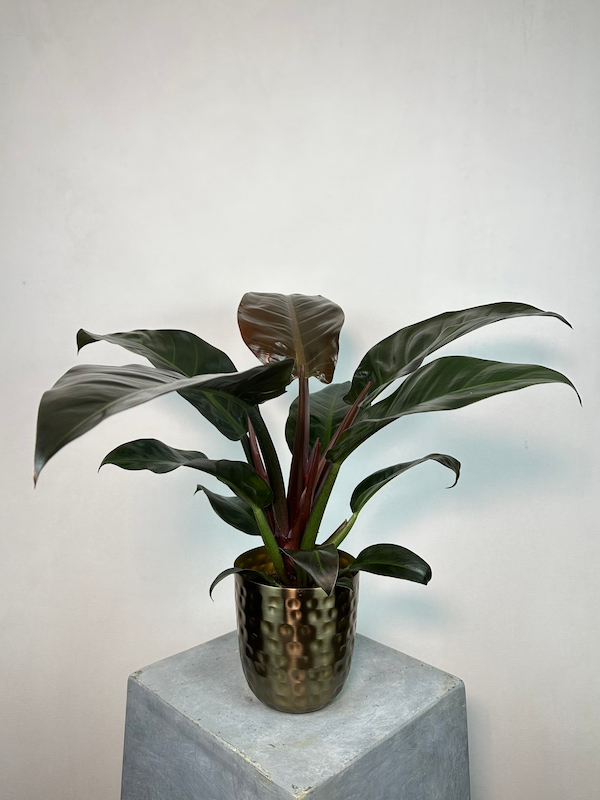 Philodendron 'Black Cardinal'