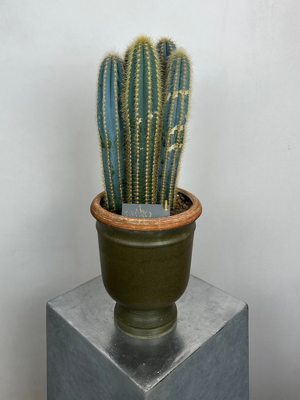 Cereus Azureus