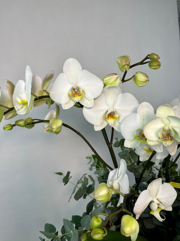 Maistro Sepette 4'lü Orkide Beyaz Phalaenopsis