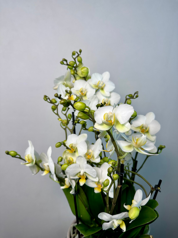 Bella Gri Taş Saksıda Beyaz Bellissimo Orkide