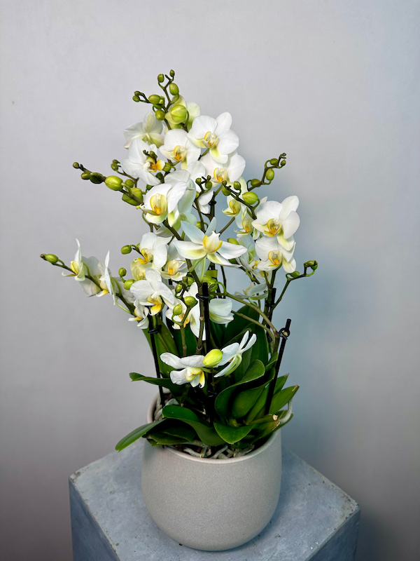 Bella Gri Taş Saksıda Beyaz Bellissimo Orkide