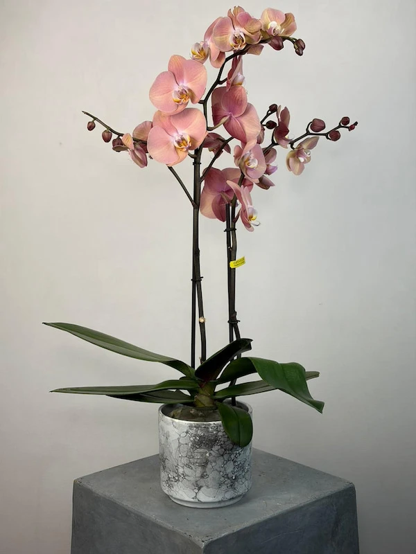 Suki 2'li Phalaenopsis Orkide