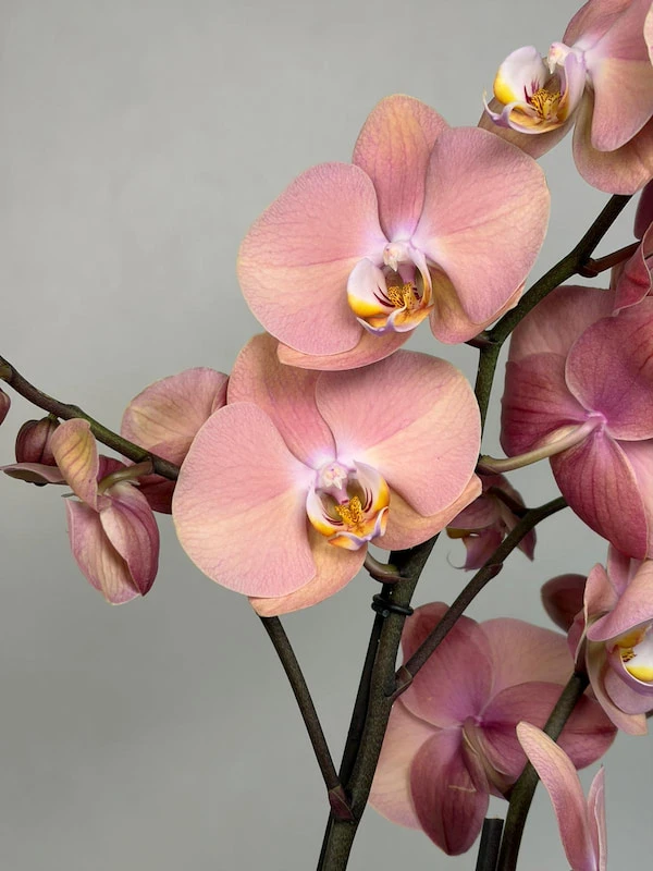 Suki 2'li Phalaenopsis Orkide