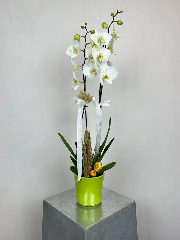 Seramik Vazoda 2'li Beyaz Orkide