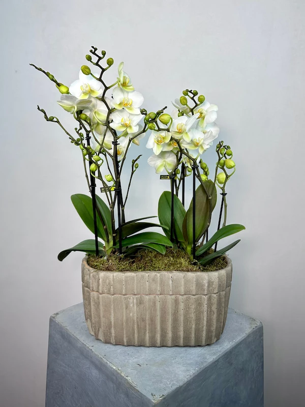 Gri Taş Saksıda Beyaz Boquetto Orkideler