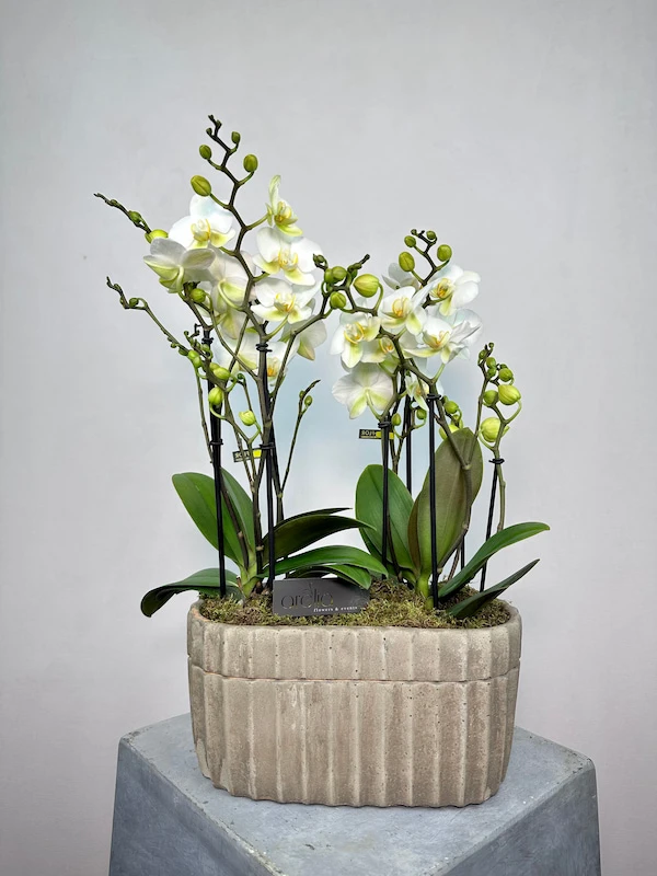 Gri Taş Saksıda Beyaz Boquetto Orkideler