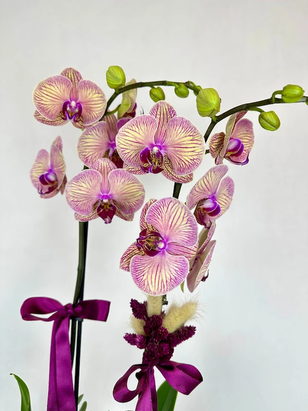 Kaleidoscope 2'li Phalaenopsis Orkide