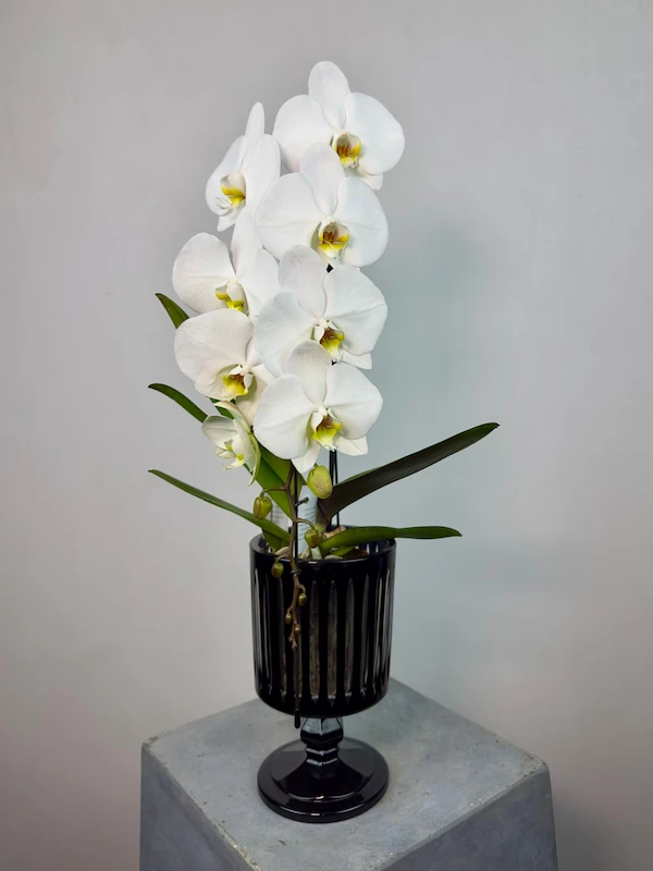 Siyah Vazoda Formidablo Niagara Falls