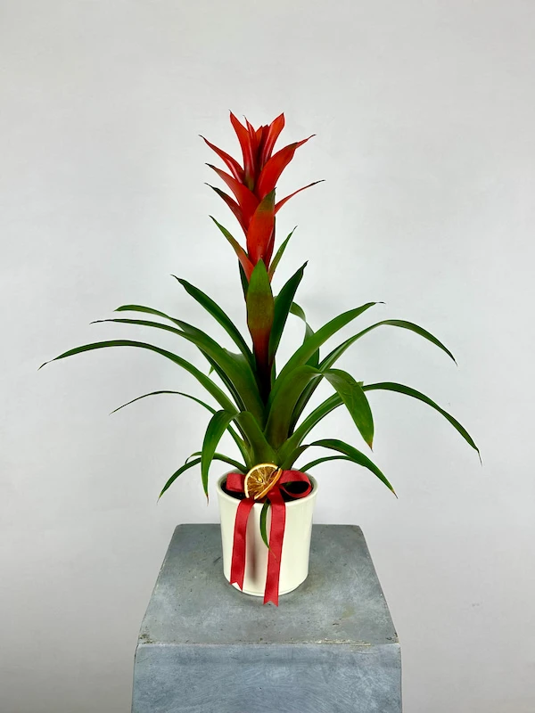 Guzmania Allura