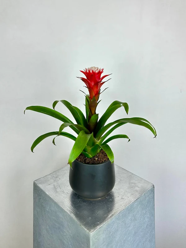 Guzmania Hope
