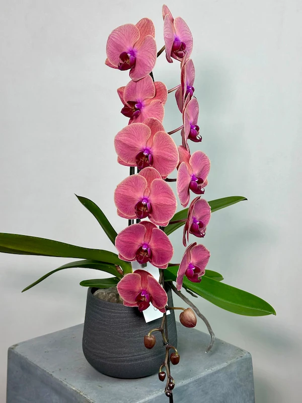 Formidablo Rose Red Orkide