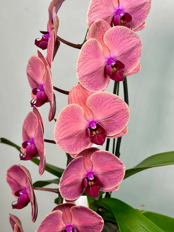 Formidablo Rose Red Orkide