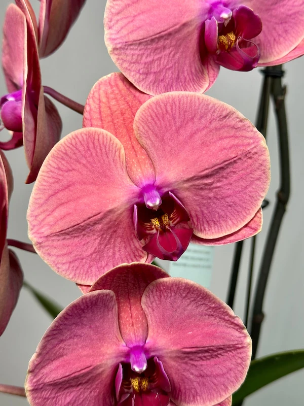 Formidablo Rose Red Orkide