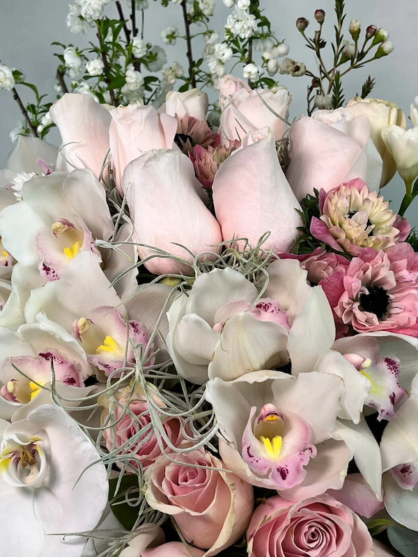 Poudre Deluxe Aranjman