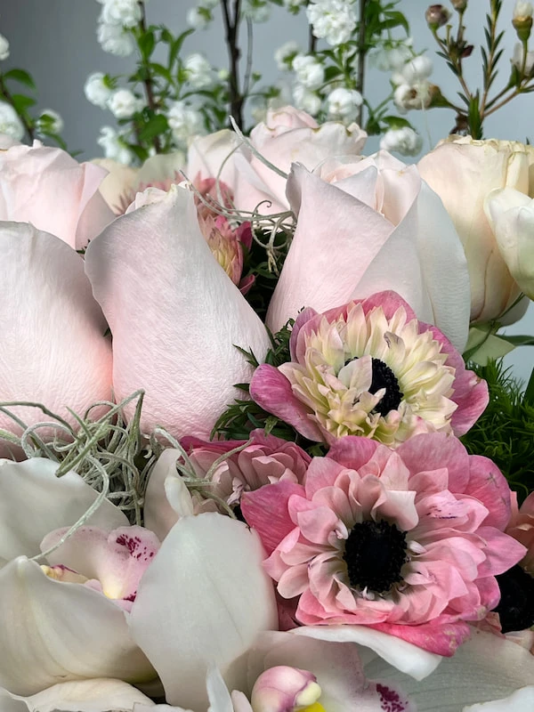 Poudre Deluxe Aranjman