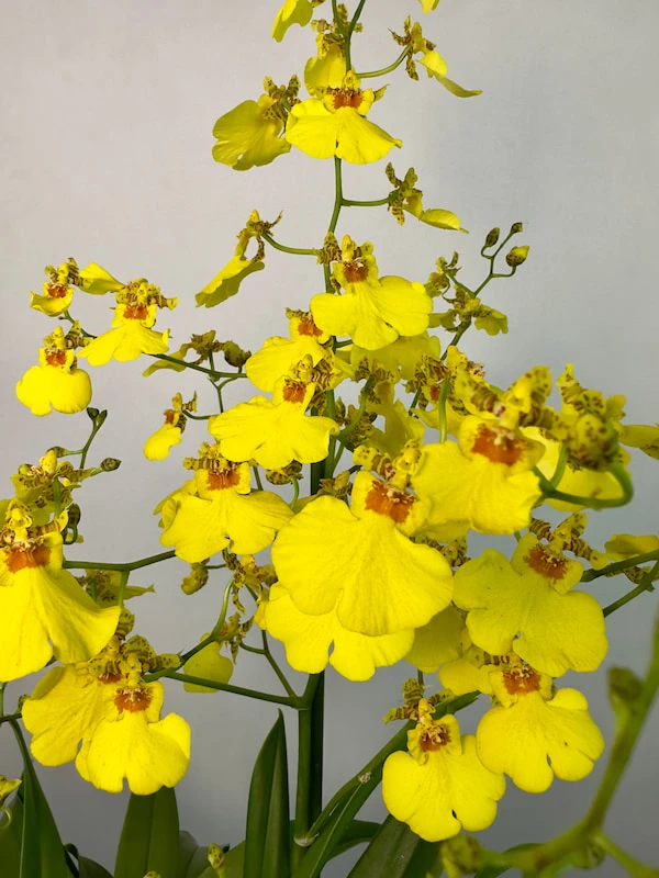 Hasır Saksıda Oncidium Orkide