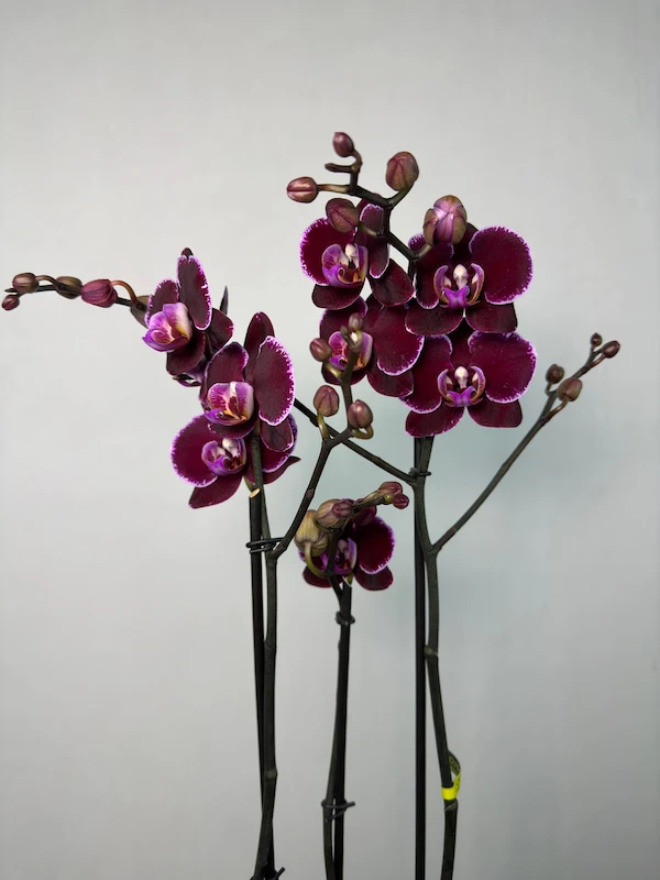 Montpellier Phalaenopsis Orkide