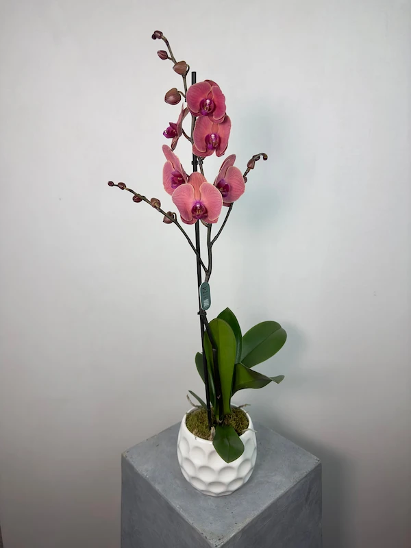 Beyaz Vazoda Red Asian Phalaenopsis Orkide