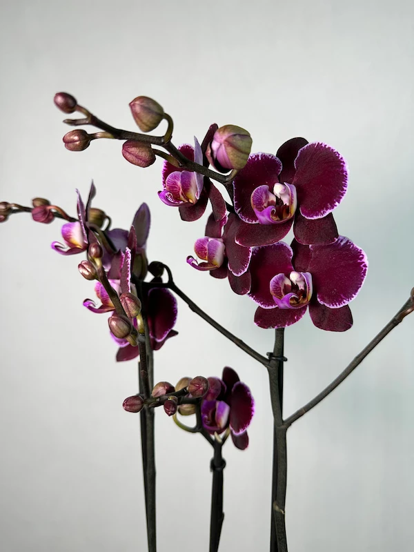 Montpellier Phalaenopsis Orkide