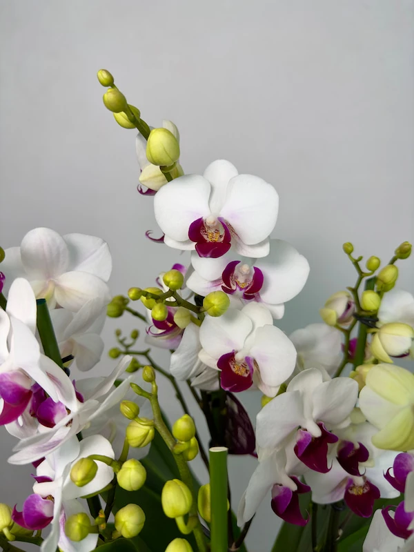 Hasır Sepette Duetto Safe Haven Orkide