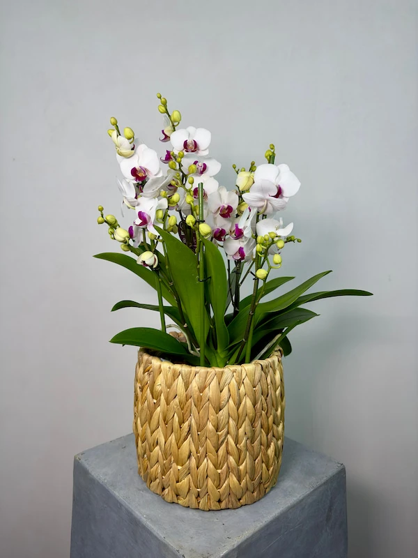 Hasır Sepette Duetto Safe Haven Orkide