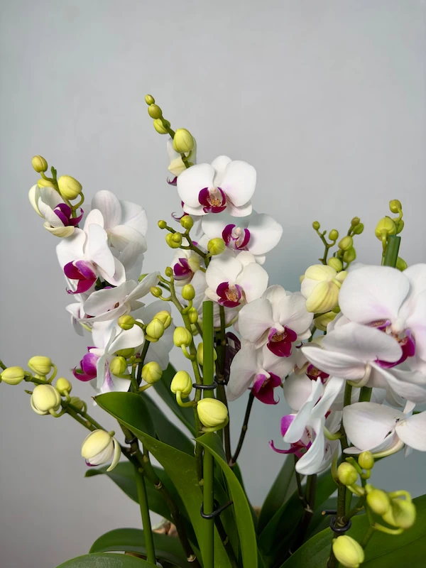 Hasır Sepette Duetto Safe Haven Orkide