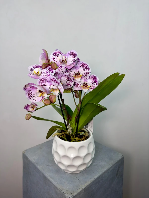 Bellini 2'li Phalaenopsis Orkide