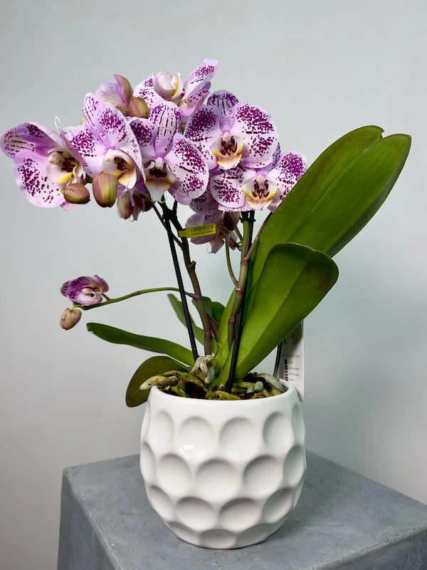 Bellini 2'li Phalaenopsis Orkide
