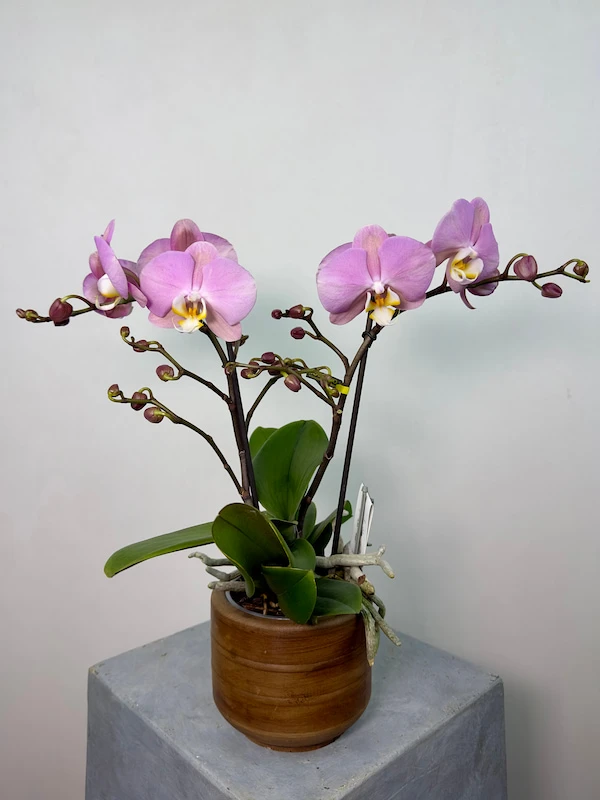 Cosmopolitan 2'li Phalaenopsis Orkide (Tablo)