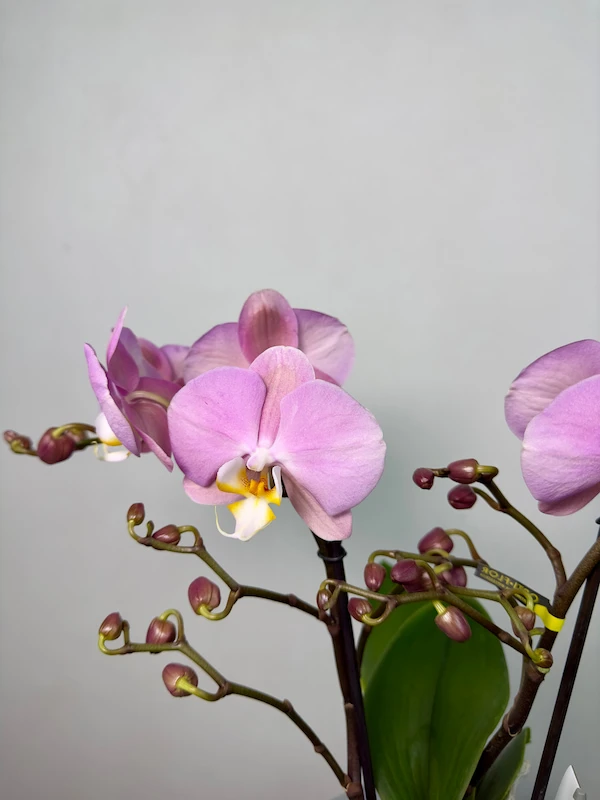 Cosmopolitan 2'li Phalaenopsis Orkide (Tablo)
