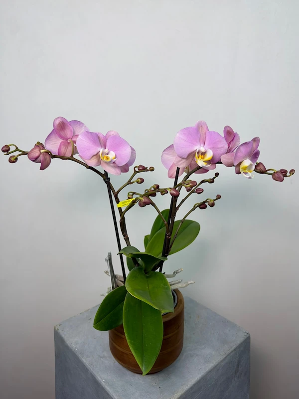 Cosmopolitan 2'li Phalaenopsis Orkide (Tablo)